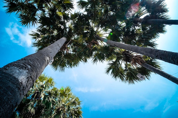 Foto palmera cielo azul