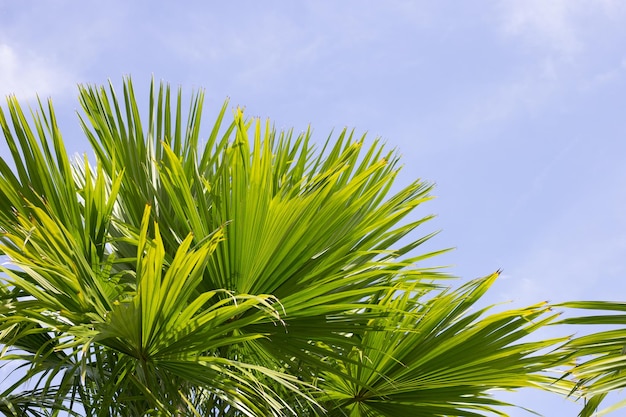 Palmera con el cielo azul