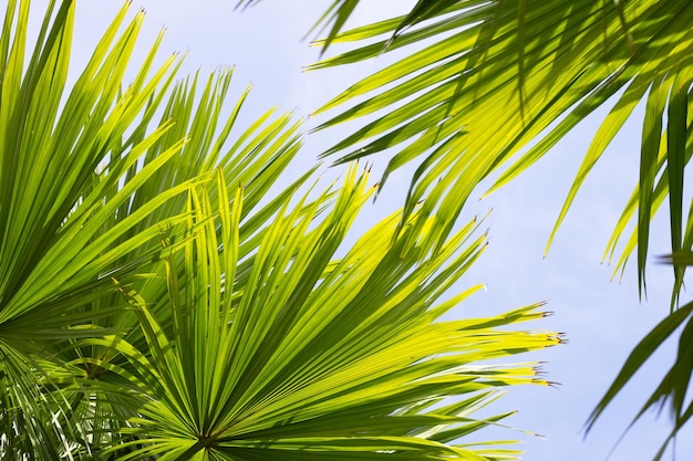 Palmera con el cielo azul