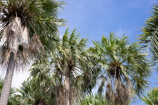 Palmera con el cielo azul