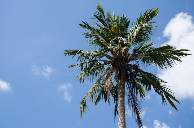 Palmera cielo azul