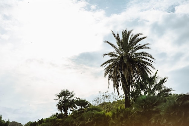 Palmera con cielo de fondo