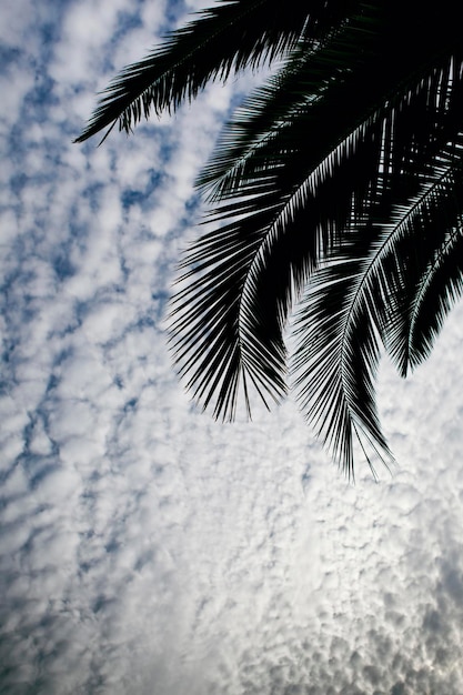 Palmera y cielo nublado