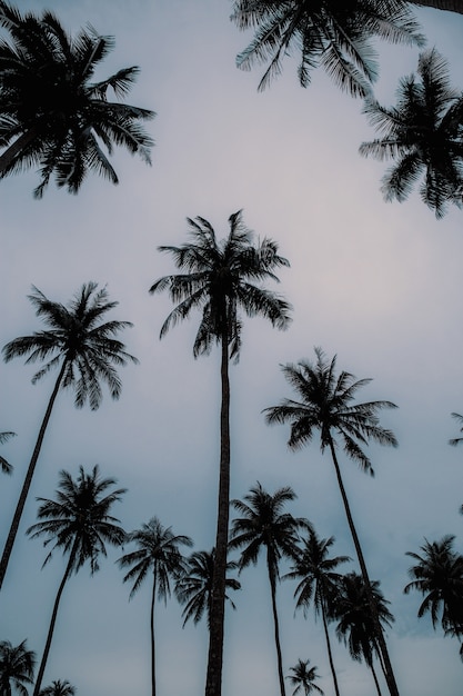 Palmera en el cielo.