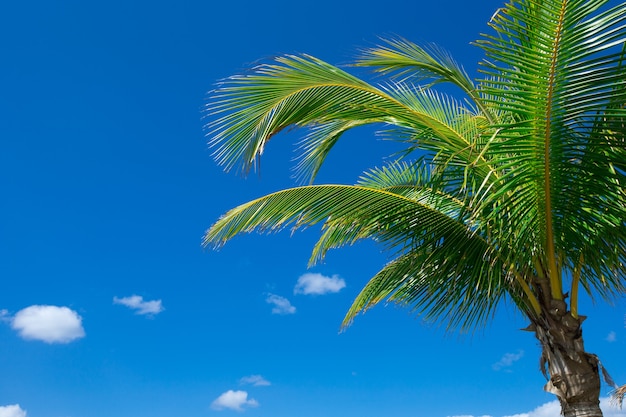 Foto palmera en el cielo