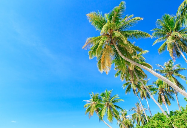 Foto palmera en el cielo