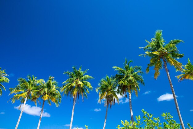 Palmera en el cielo