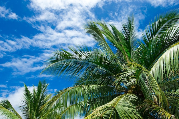 Palmera en el cielo