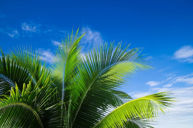 palmera en el cielo