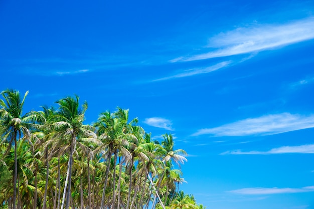 Palmera en el cielo