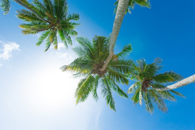 Foto palmera en el cielo