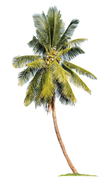 Palmera de coco aislado sobre fondo blanco.