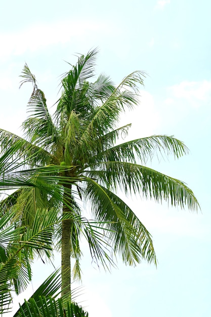 Palmera de coco alta contra el cielo azul