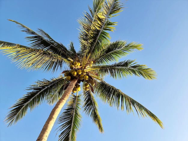 La palmera de coco con bolas de coco en el fondo del cielo azul