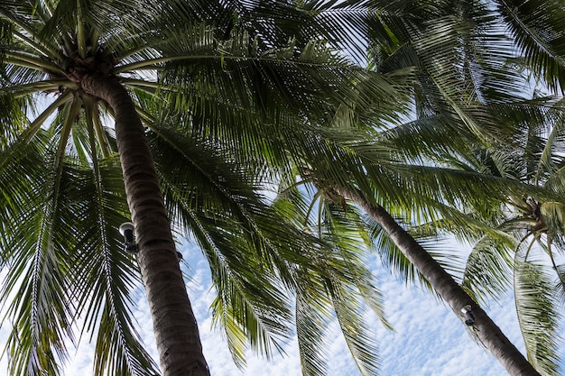 Palmera de coco con la bombilla eléctrica.