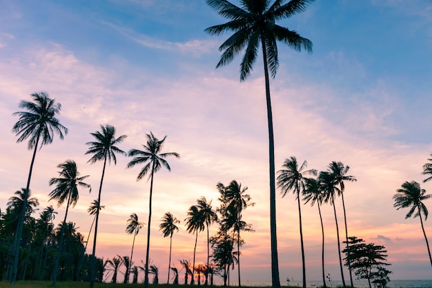 Palmera de coco en el cielo del atardecer o amanecer