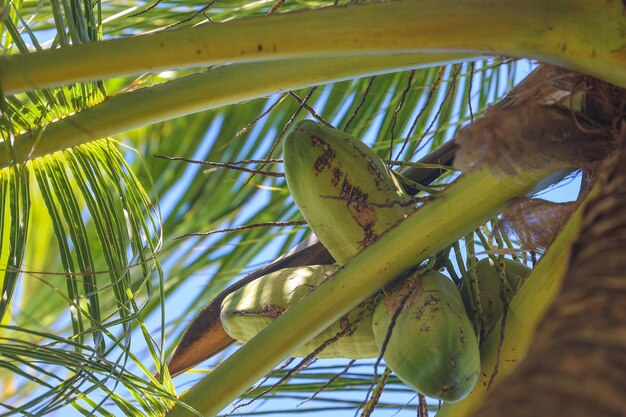 Foto palmera de coco en el cielo azul, isla tropical