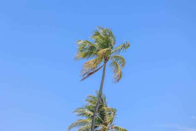 Palmera de coco en el cielo azul, isla tropical