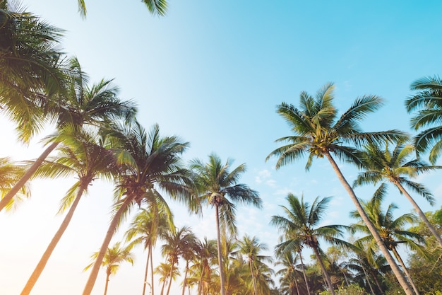 Palmera de coco en el cielo azul de la playa tropical