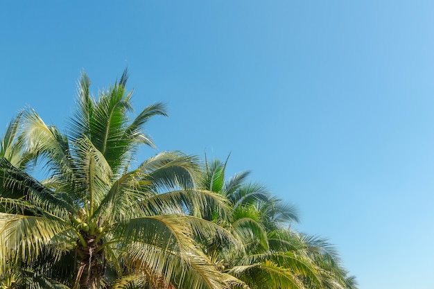 Palmera de coco en cielo azul