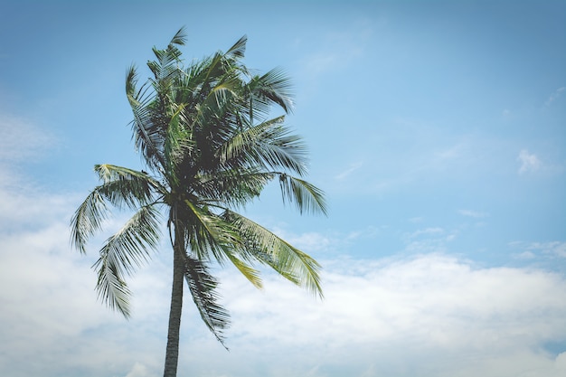 Palmera de coco en el cielo azul