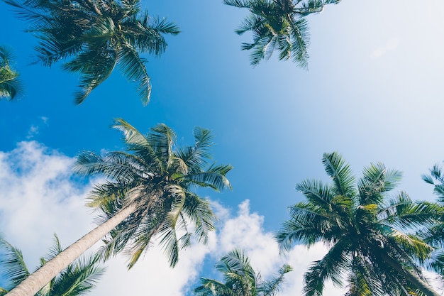 Palmera de coco en el cielo