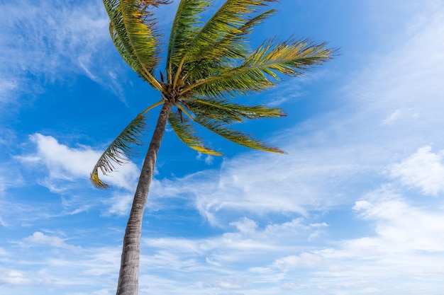 Una palmera de coco contra el cielo azul y el fondo de nubes blancas en un día soleado