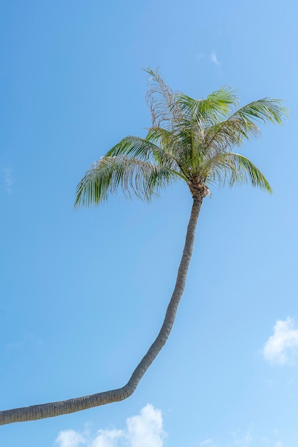 Palmera de coco curvada colgando sobre el mar en la playa tropical Tailandia