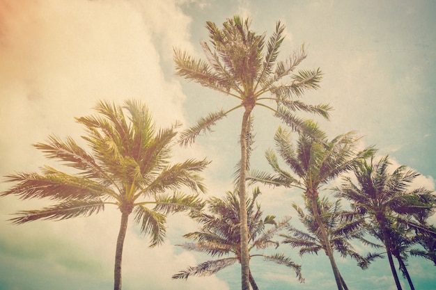 Palmera de coco con efecto vintage.