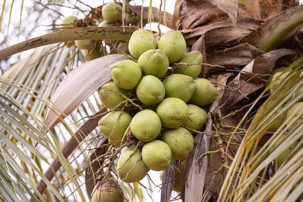 Palmera de coco de la especie Cocos nucifera