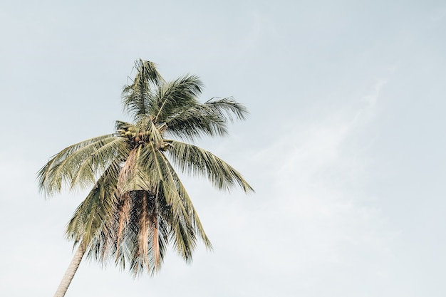 Palmera de coco exótica tropical solitaria contra el cielo azul en un día ventoso