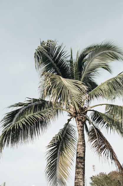 Palmera de coco exótica tropical de verano contra el cielo azul