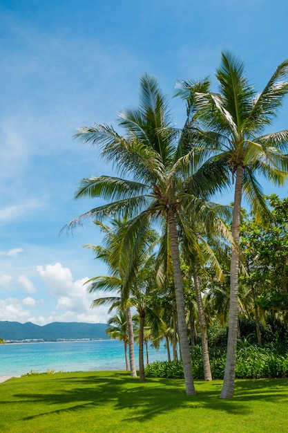 Palmera de coco con hermosa playa tropical