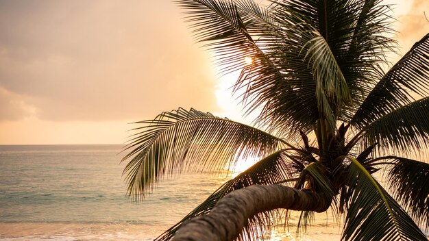 Palmera de coco inclinada con amanecer dorado o cielo de puesta de sol en la playa tropical.