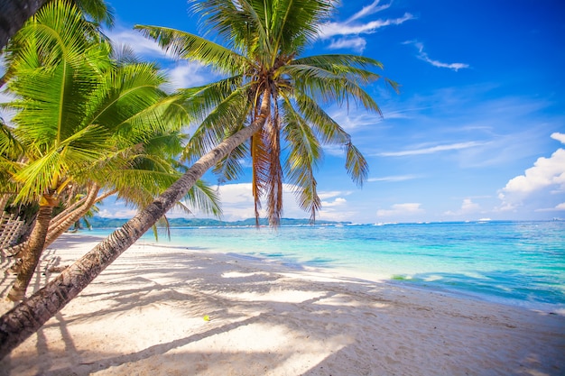 Foto palmera de coco en la playa de arena blanca