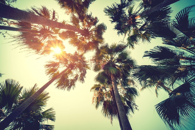 Palmera de coco en la playa en verano con efecto vintage.