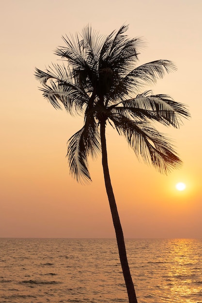 Palmera de coco de silueta en el fondo del cielo del mar y la puesta del sol