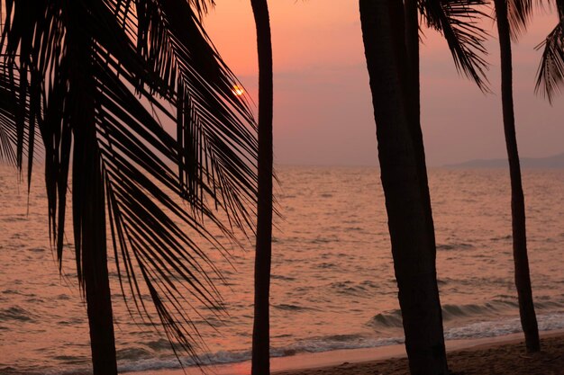 Palmera de coco de silueta en el fondo del cielo del mar y la puesta del sol