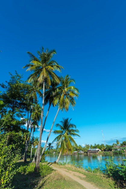 palmera de coco en el sitio local tropical