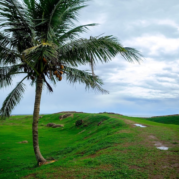 Palmera de coco sola en la hierba verde