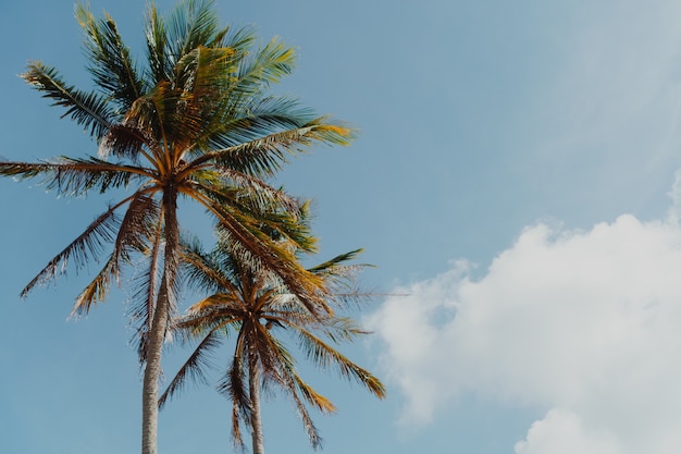 Palmera de coco tropical mínima en verano con fondo de cielo.