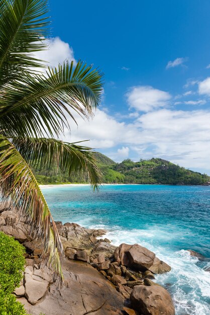 Palmera de coco y vista ventosa del océano índico con agua turquesa