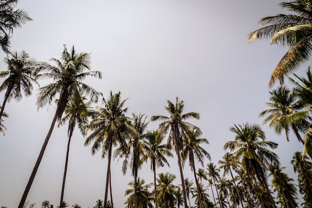 Palmera de coco