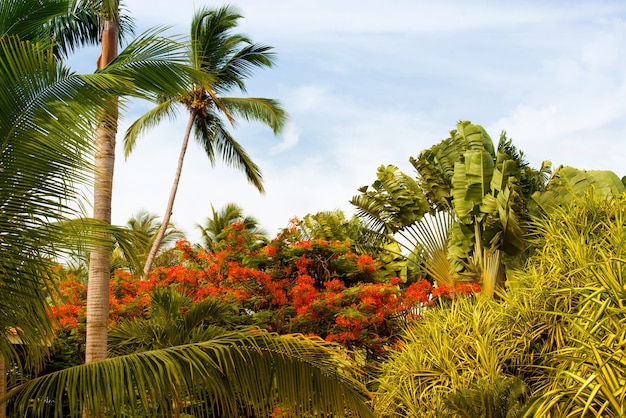 Palmera con cocos contra el cielo azul.