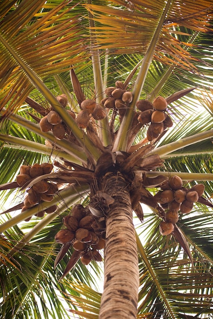 Palmera con cocos contra el cielo azul.