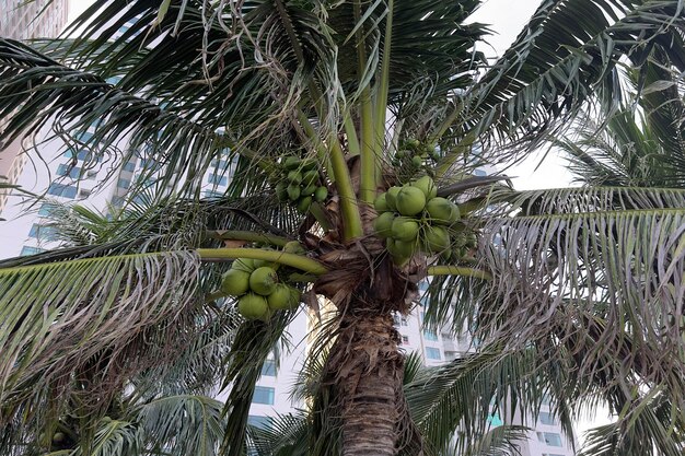 Palmera con cocos en el fondo del edificio de la ciudad