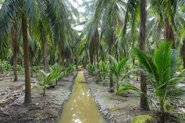 Foto palmera de cocos