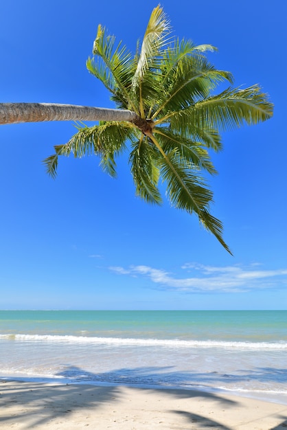 Foto palmera de cocos