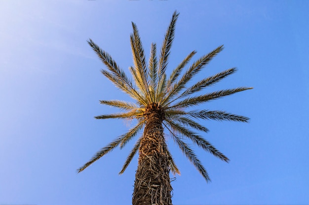 Palmera contra el cielo azul.