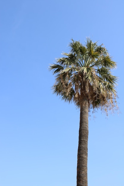 Palmera contra un cielo azul